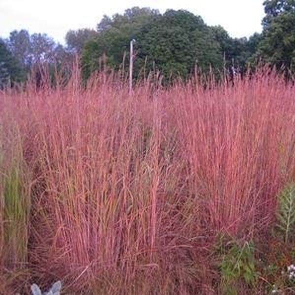 Red October Big Bluestem Grass Plant Library Pahl's Market Apple