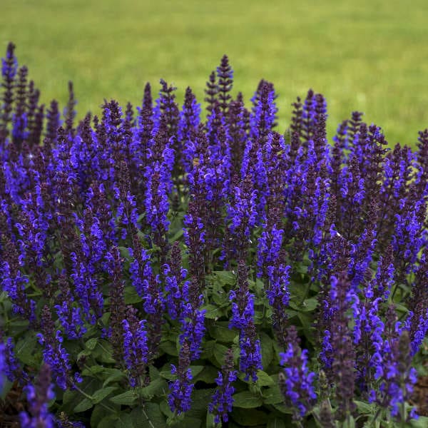 Bumbleblue Salvia Plant Library Pahl S Market Apple