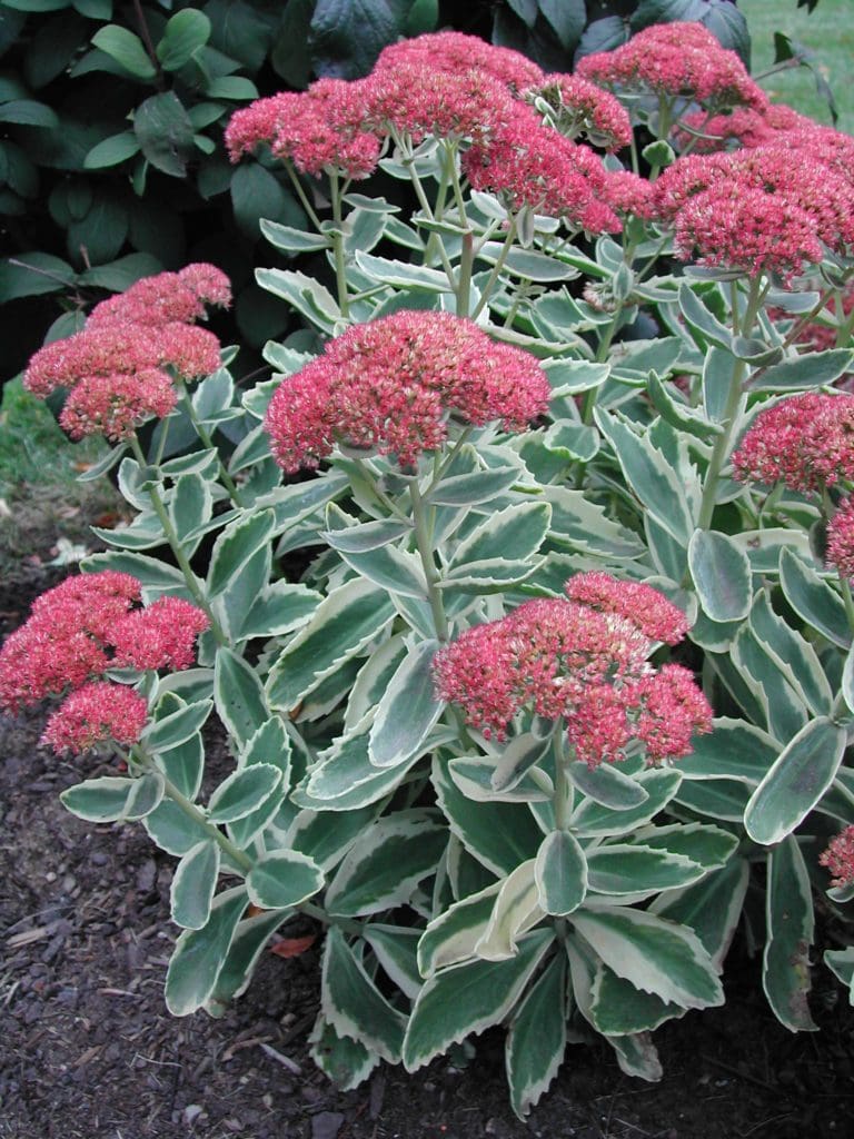 autumn joy sedum leaves autumn joy sedum leaves