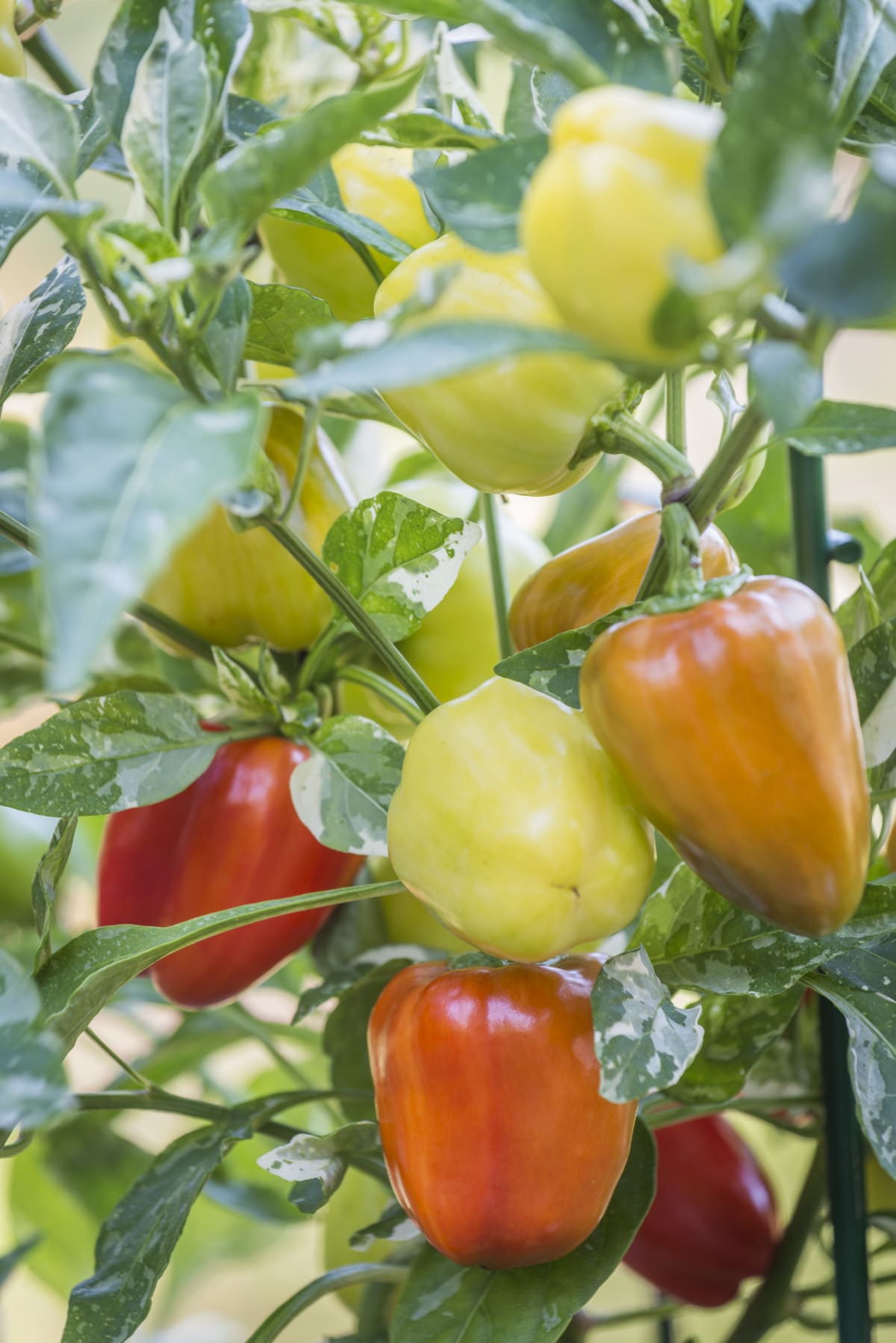 Confetti Pepper (Sweet Bell) Plant Library Pahl's Market Apple