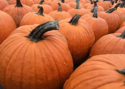 Pumpkins