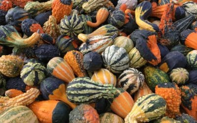 Gourdness Gracious: Embrace Fall with Festive Decor