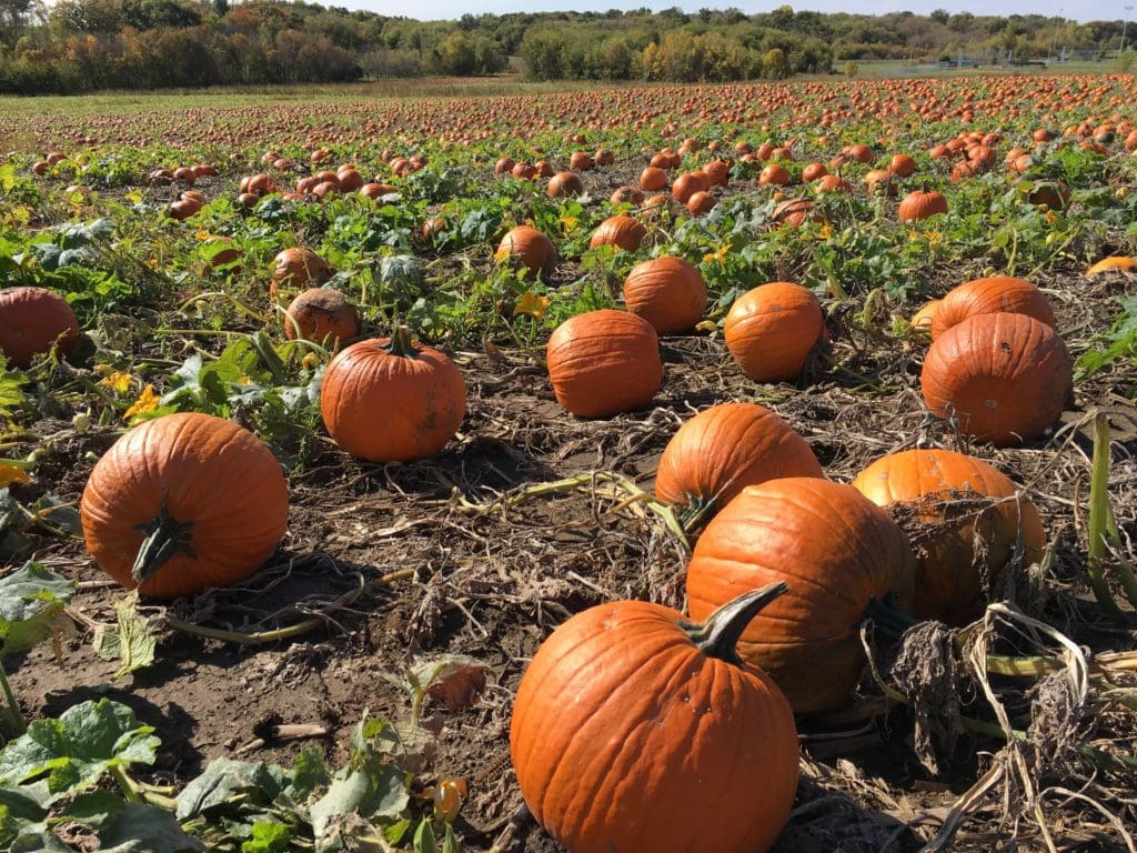 Pumpkin Perfection: Style That’s Ripe for the Season