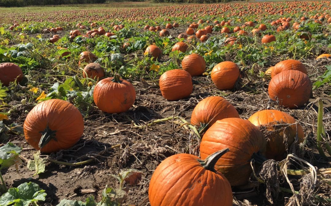 Pumpkin Perfection: Style That’s Ripe for the Season