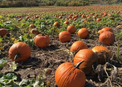 Pumpkin Perfection: Style That’s Ripe for the Season