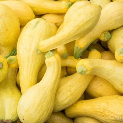 YELLOW SQUASH PER LB