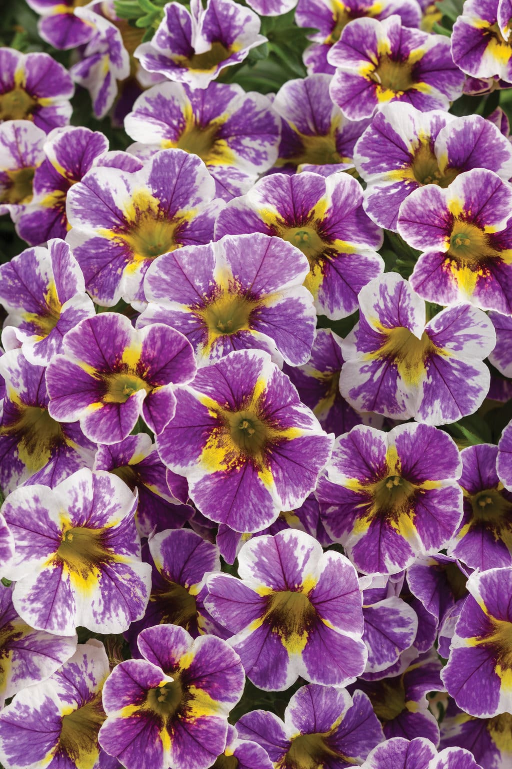Superbells Holy Smokes Calibrachoa Plant Library Pahl's Market