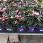 Mistral Pink Begonia