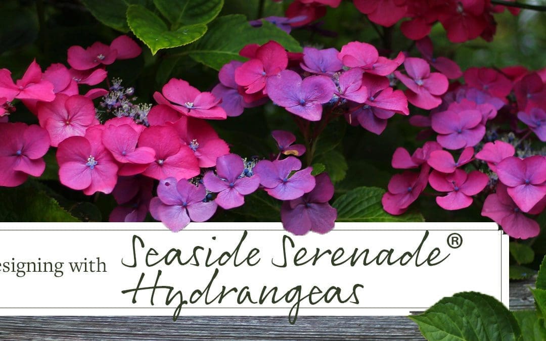 Designing with Seaside Serenade Hydrangeas