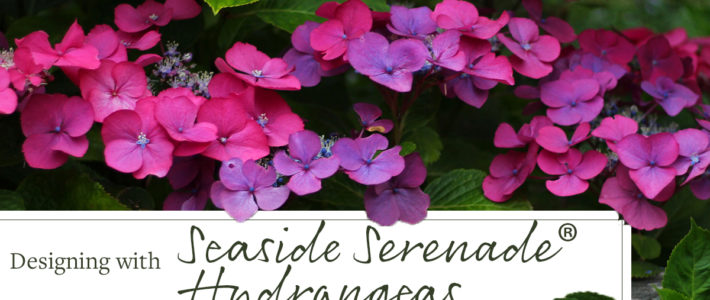Designing with Seaside Serenade Hydrangeas Designing with Seaside Serenade Hydrangeas
