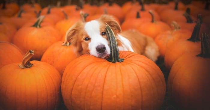 Pups & Pumpkins