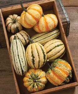 Delicata or Sweet Dumpling Squash