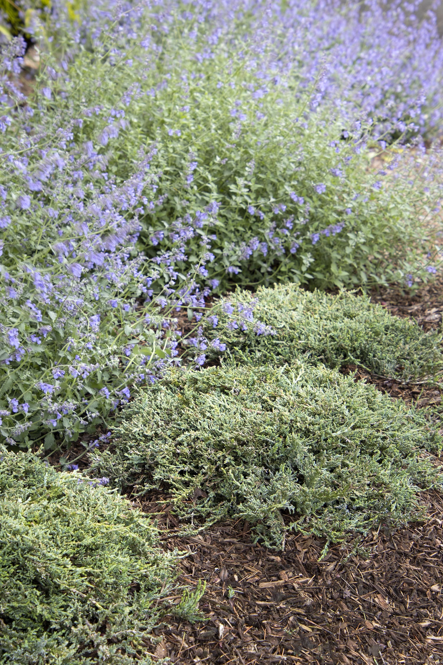 Icee Blue Juniper - Plant Library - Pahl&#039;s Market - Apple Valley, MN