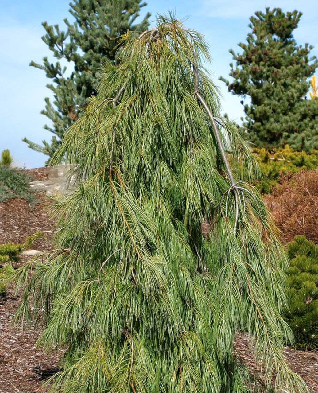 Weeping White Pine - Pahl's Market - Apple Valley, MN