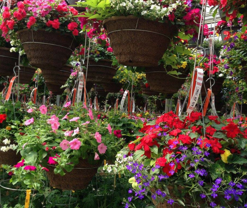 Mark Your Calendars: Moss Basket Day Pickup on May 10th!