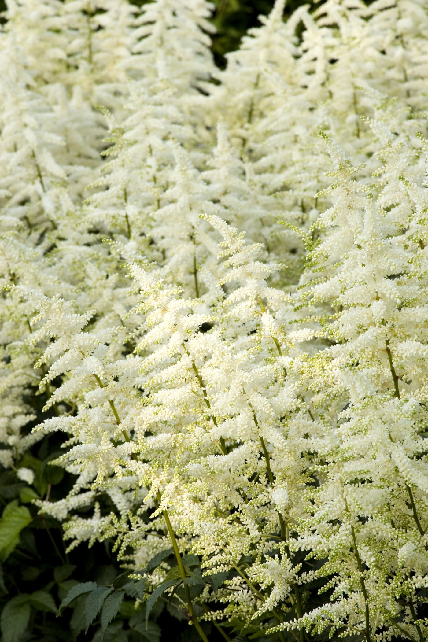 Bridal Veil Astilbe Plant Library Pahl's Market Apple Valley, MN