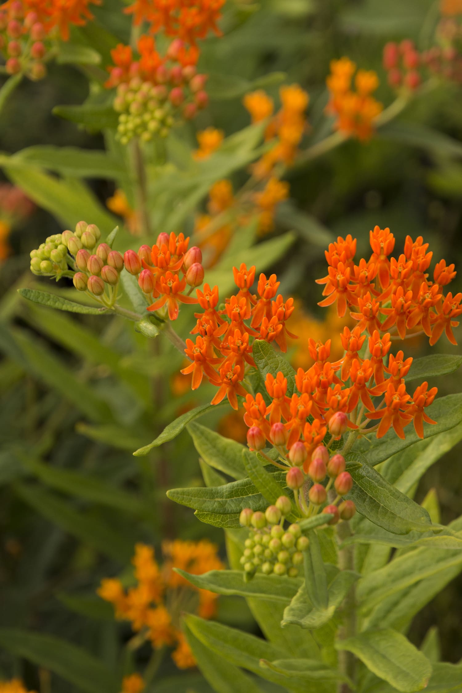 Gay Butterflies Milkweed Plant Library Pahl's Market Apple Valley, MN