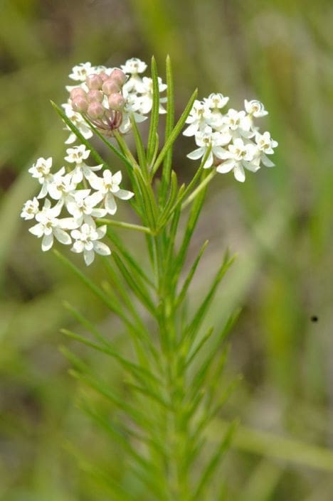 Whorled Milkweed Pahl S Market Apple Valley Mn