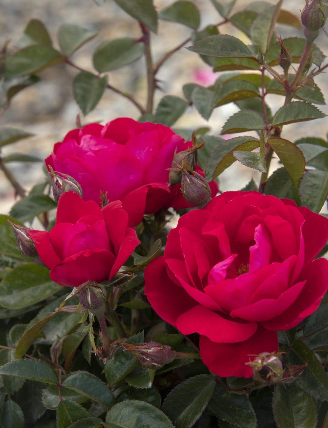 Grace N' Grit Pink Shrub Rose Pahl's Market Apple Valley, MN