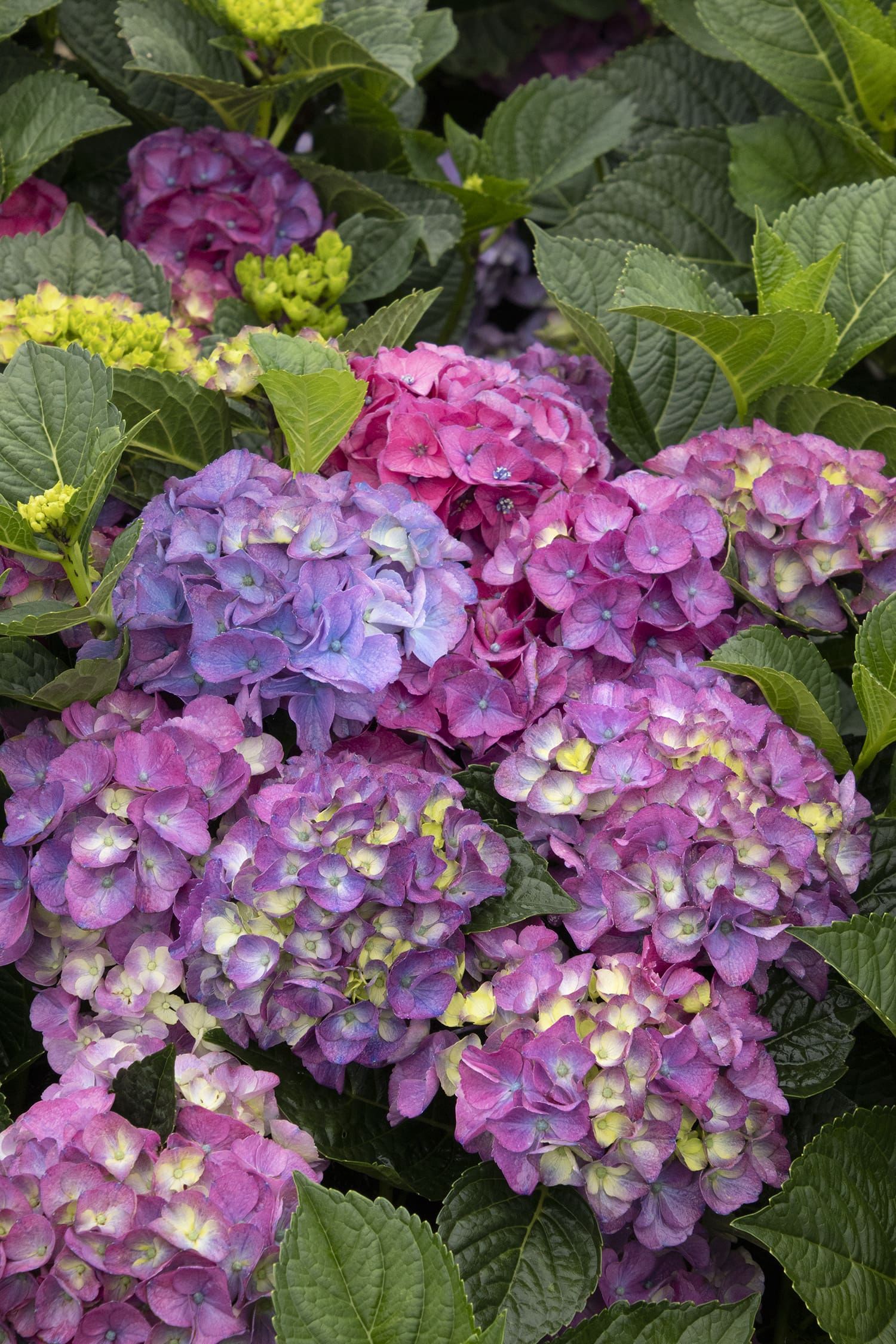 Newport fall, in hydrangea MN tree pruning