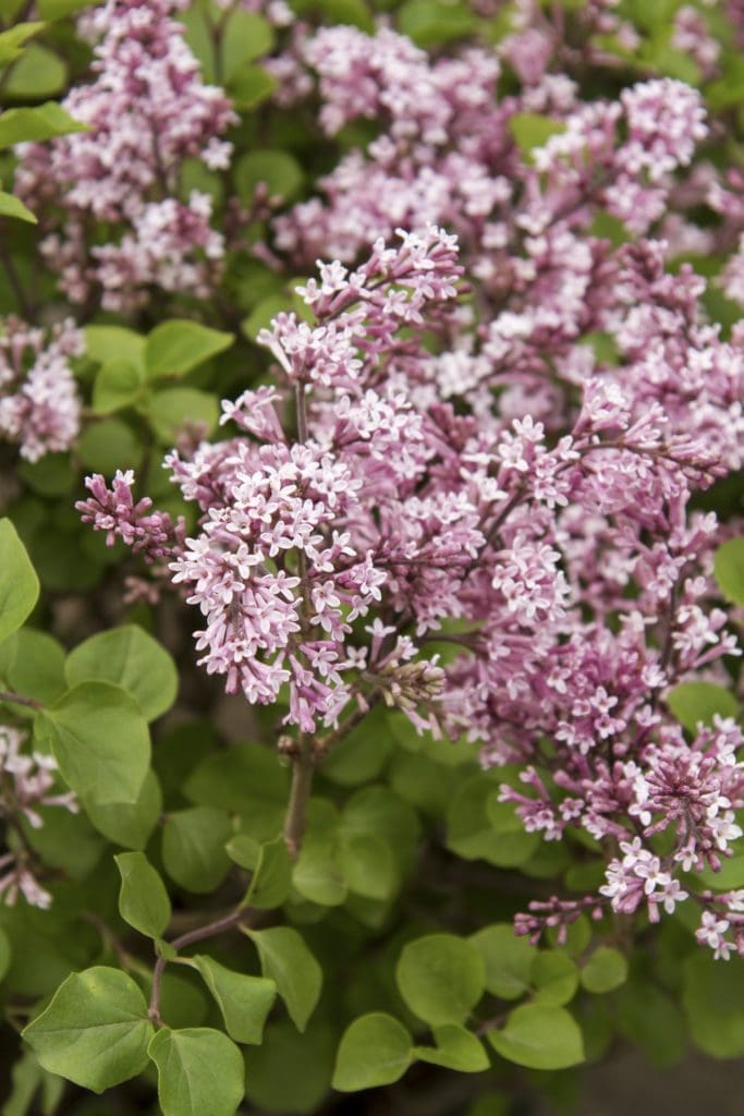 Korean Lilac - Pahl's Market - Apple Valley, MN