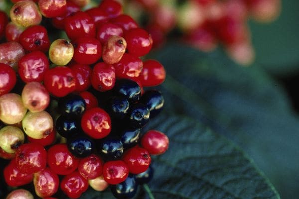 Mohican Viburnum Pahl's Market Apple Valley, MN