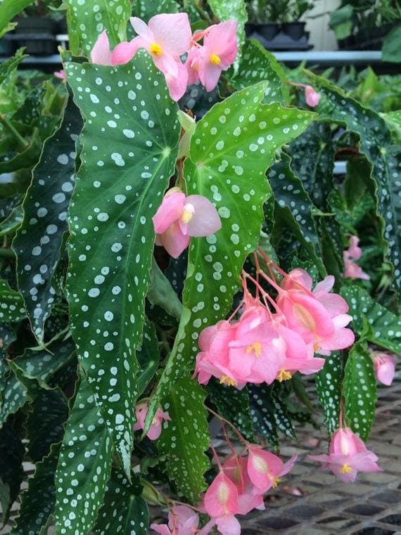 Angel Wings Begonia Plant Library Pahl's Market Apple Valley, MN