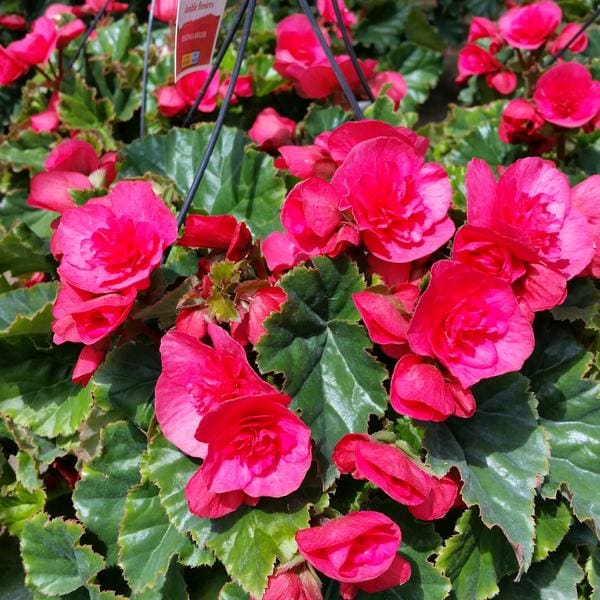EviBright Pink Rieger Begonia Plant Library Pahl's Market Apple