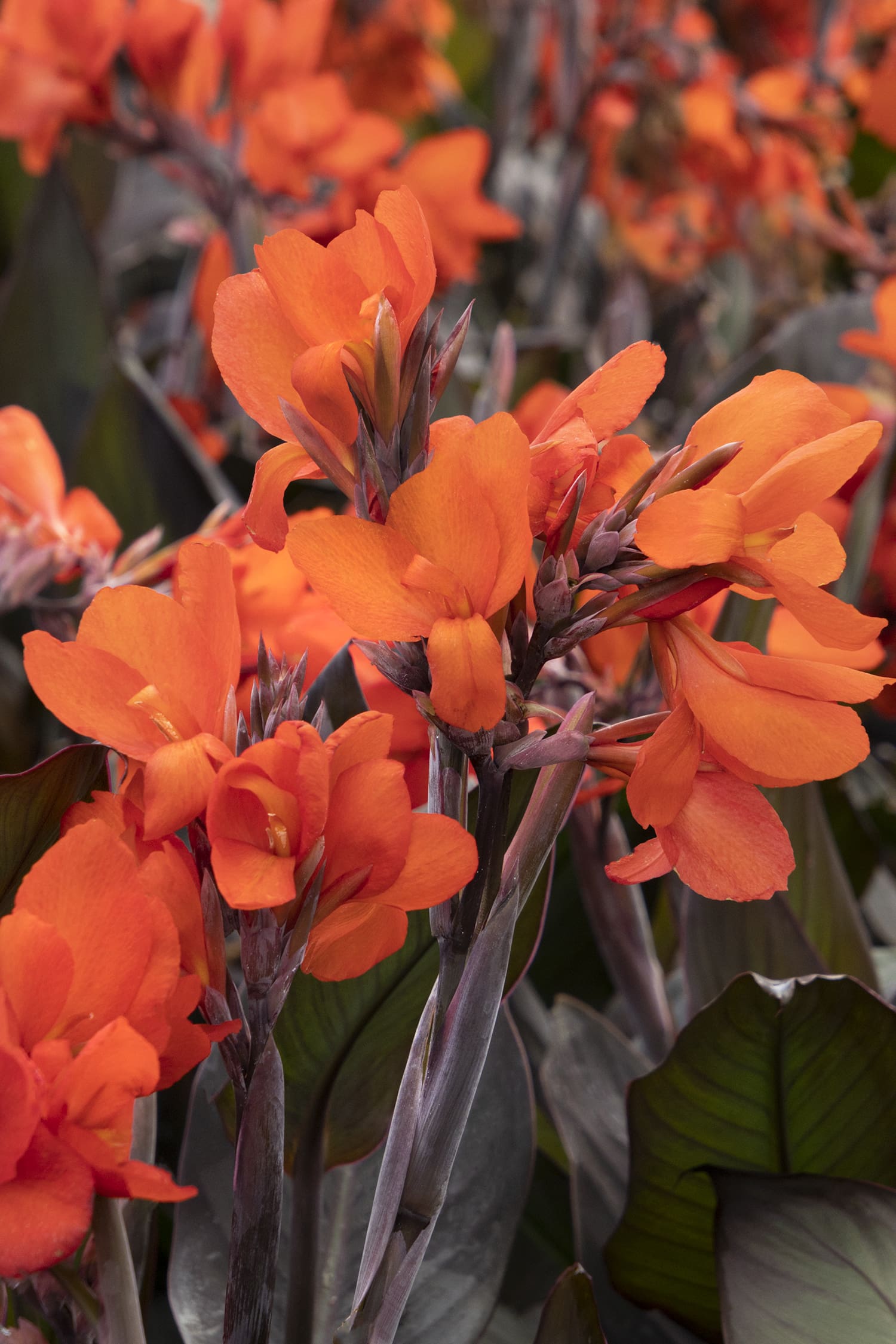 Cannova Bronze Orange Canna - Plant Library - Pahl's Market - Apple