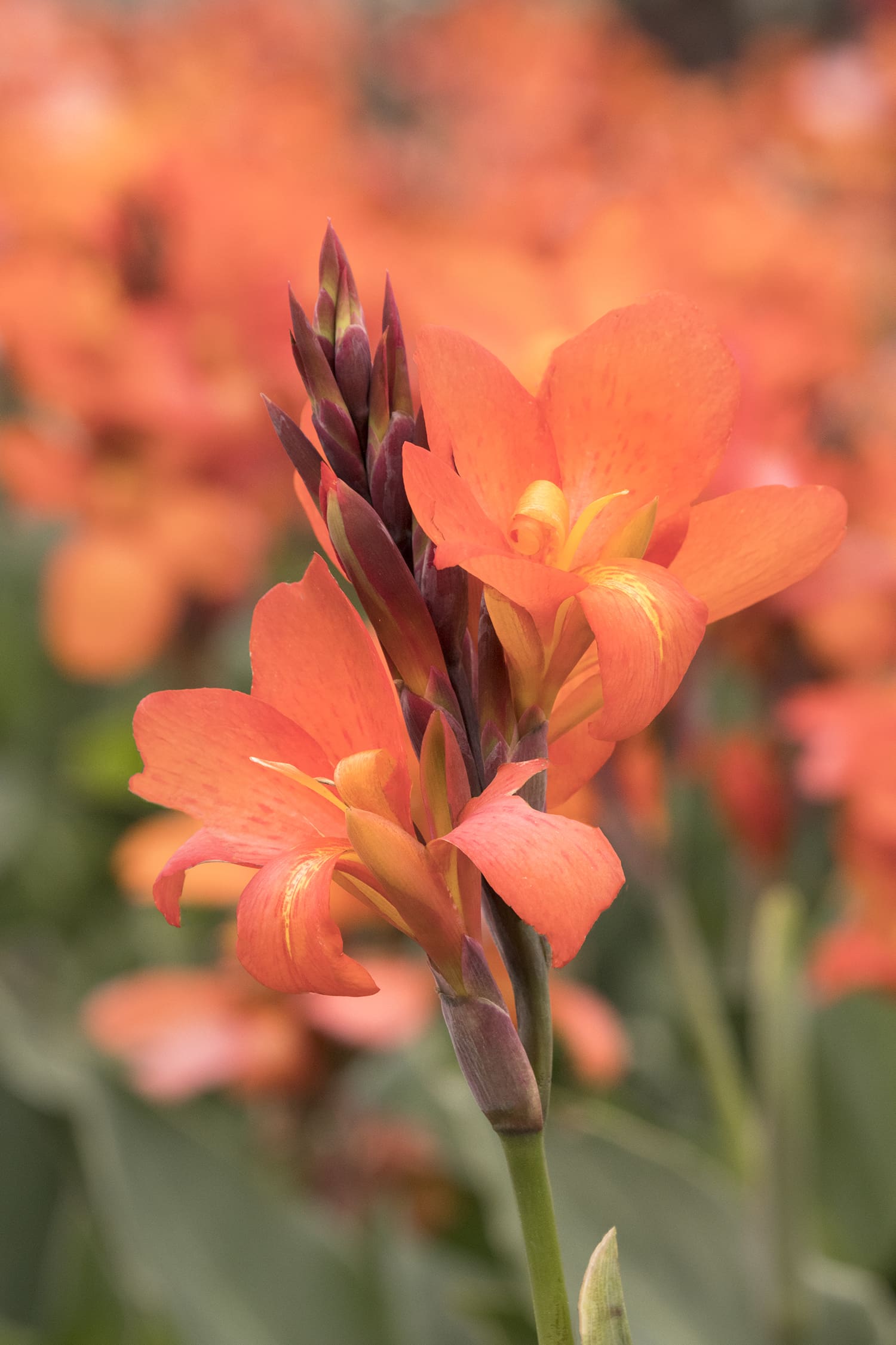 Cannova Orange Shades Canna - Plant Library - Pahl's Market - Apple