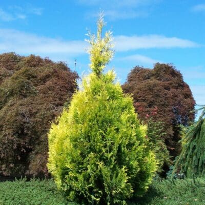 Golden Blush Arborvitae