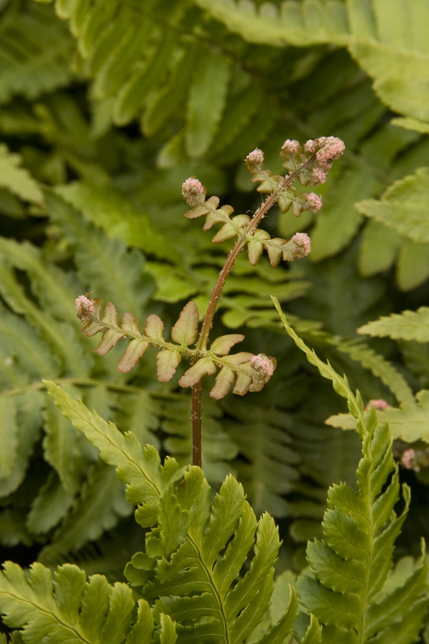 Autumn Fern Plant Library Pahl's Market Apple Valley, MN