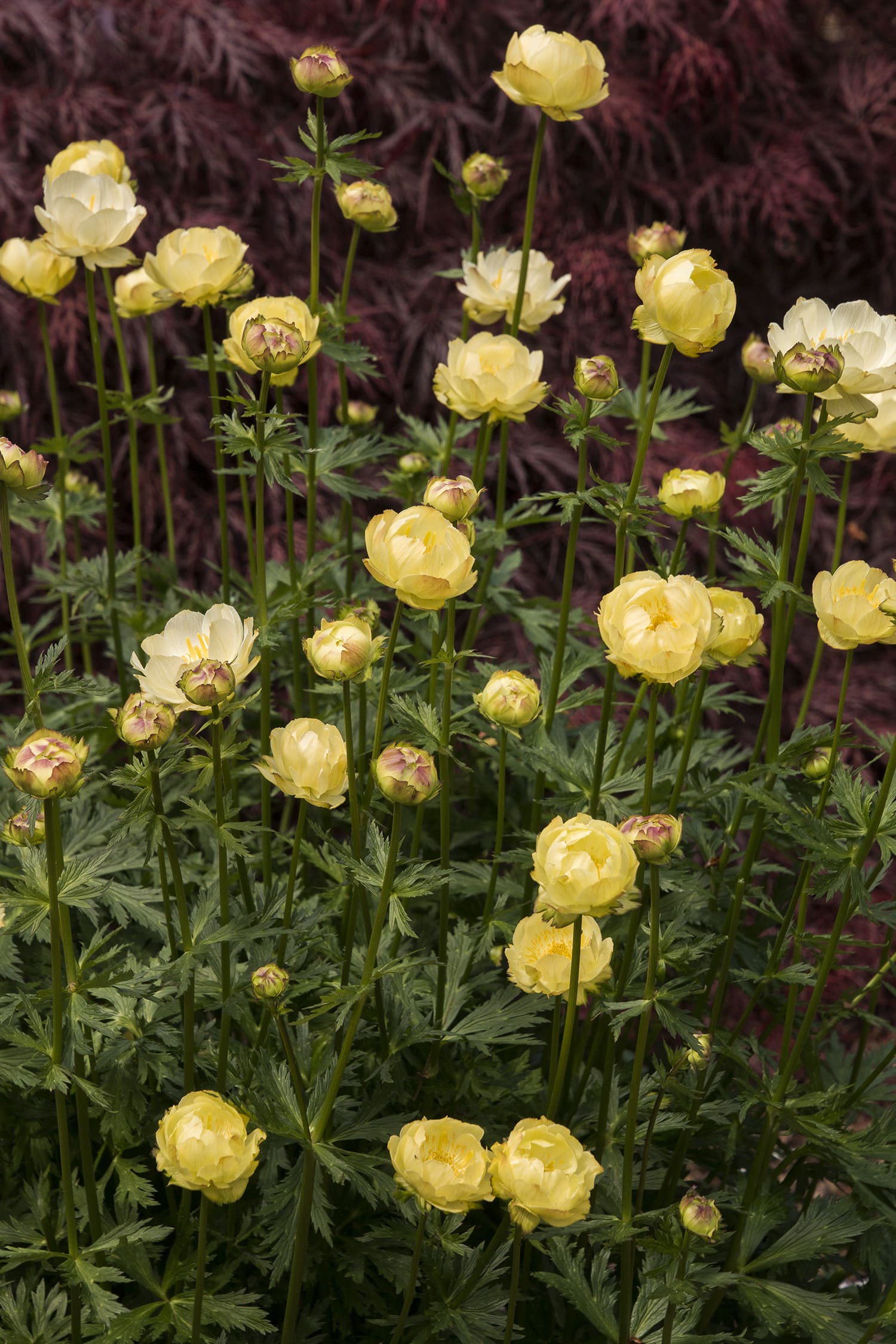 New Moon Globe Flower Plant Library Pahl's Market Apple Valley, MN