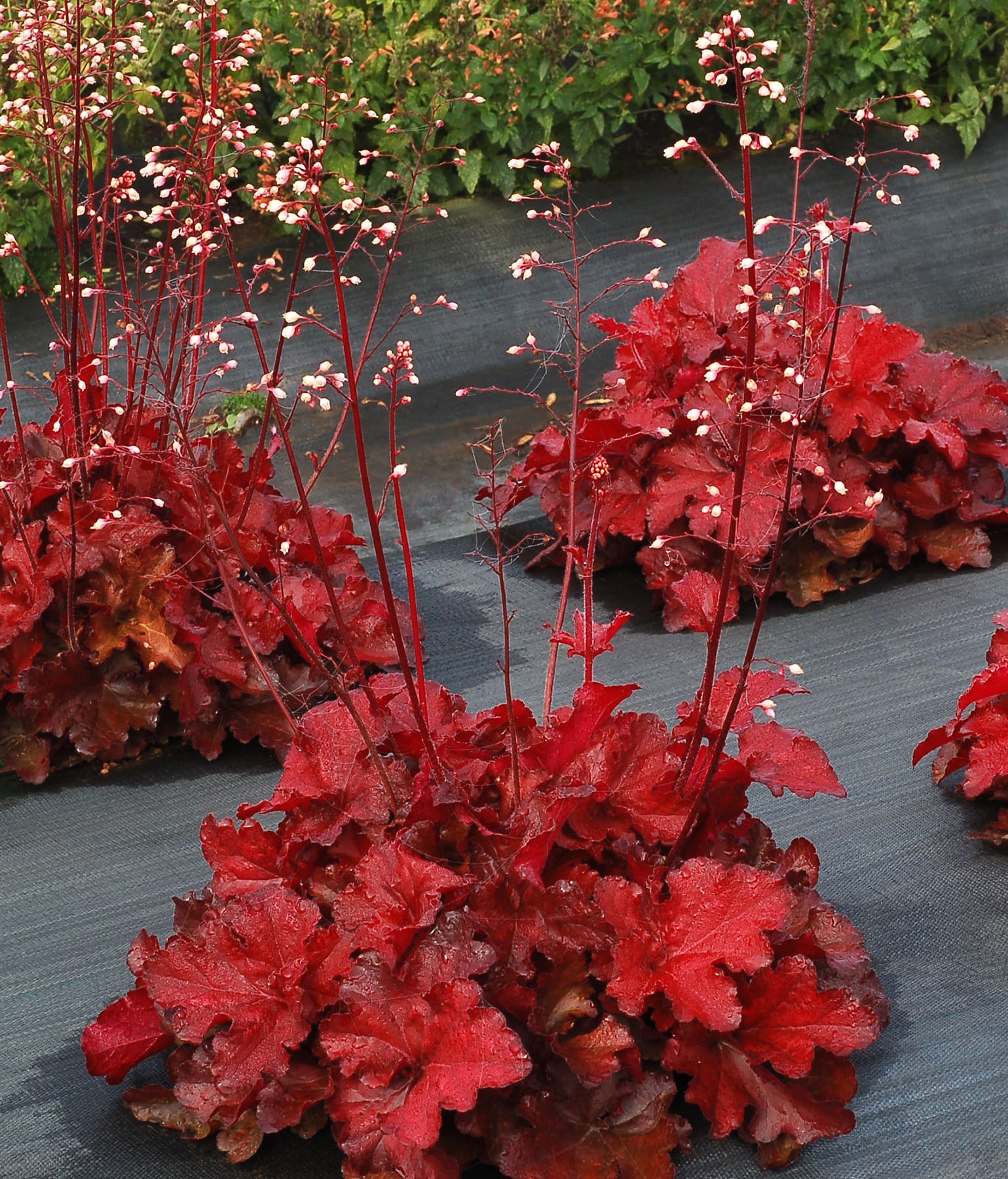 Forever Red Coral Bells Plant Library Pahl's Market Apple Valley, MN