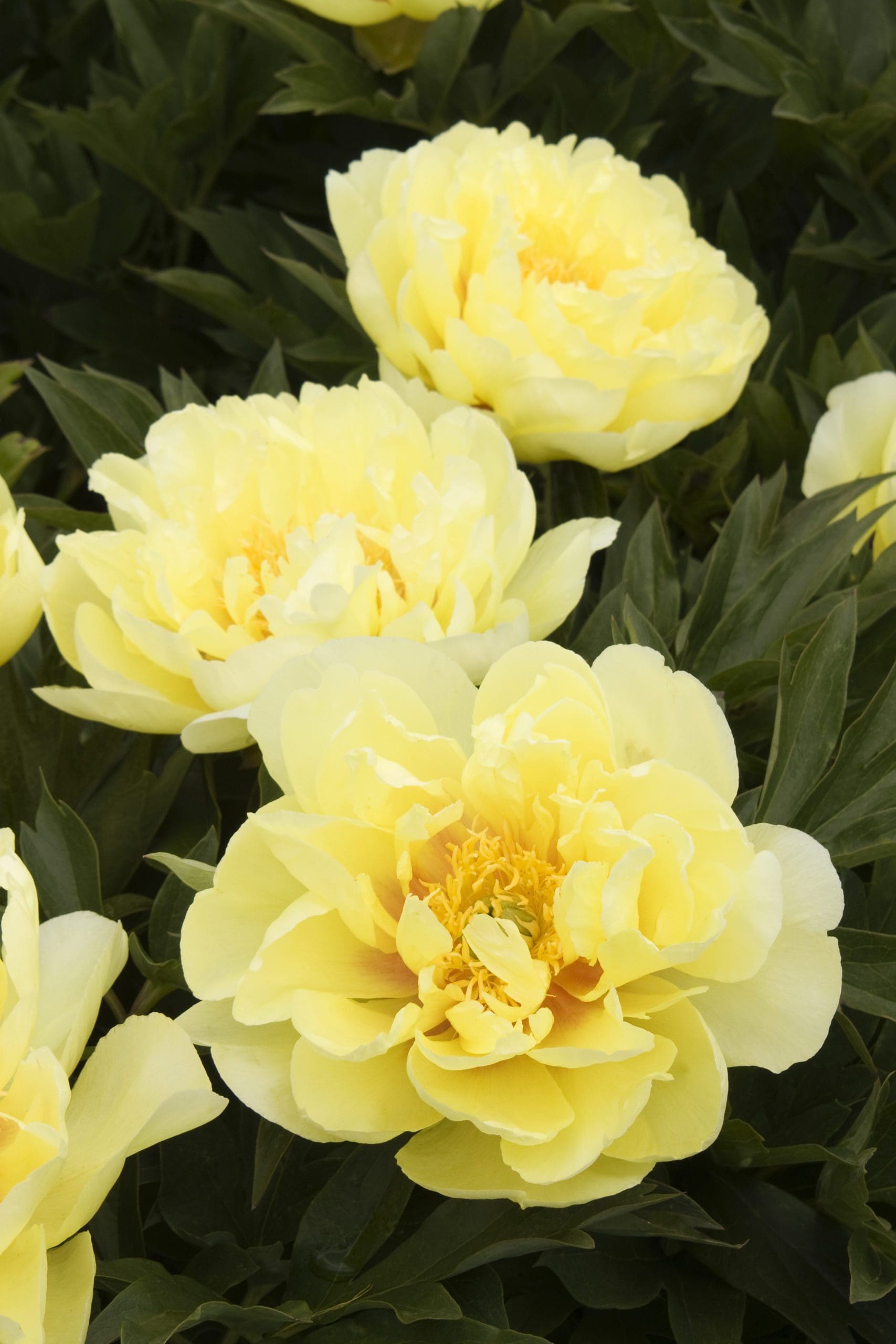 Bartzella ITOH Peony Plant Library Pahl's Market Apple Valley, MN