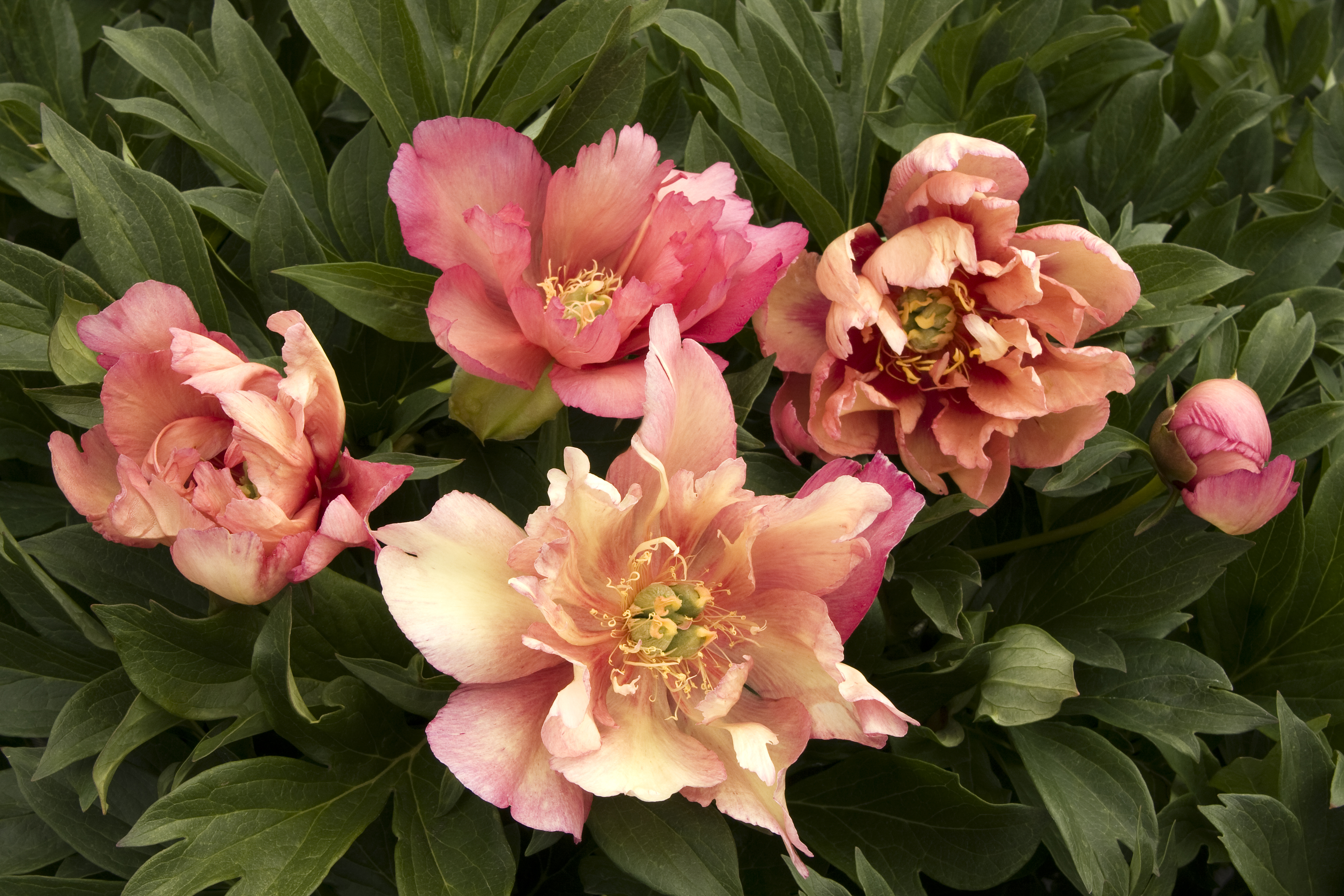 Itoh peony bartzella peonies paeonia care intersectional flower grow color types flowers faded plant florgeous diys