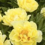 Yumi (Beauty) ITOH Peony - Plant Library - Pahl’s Market - Apple Valley, MN