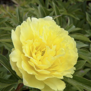 Yumi (Beauty) ITOH Peony - Plant Library - Pahl’s Market - Apple Valley, MN