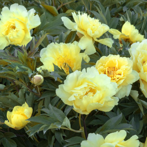 Yumi (Beauty) ITOH Peony - Plant Library - Pahl’s Market - Apple Valley, MN