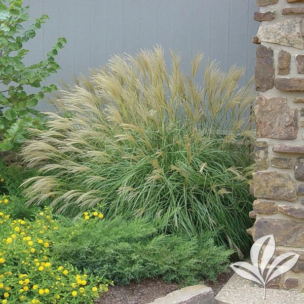 Graziella Japanese Silver Grass Pahl S Market Apple Valley Mn Graziella Japanese Silver Grass Pahl S Market Apple Valley Mn