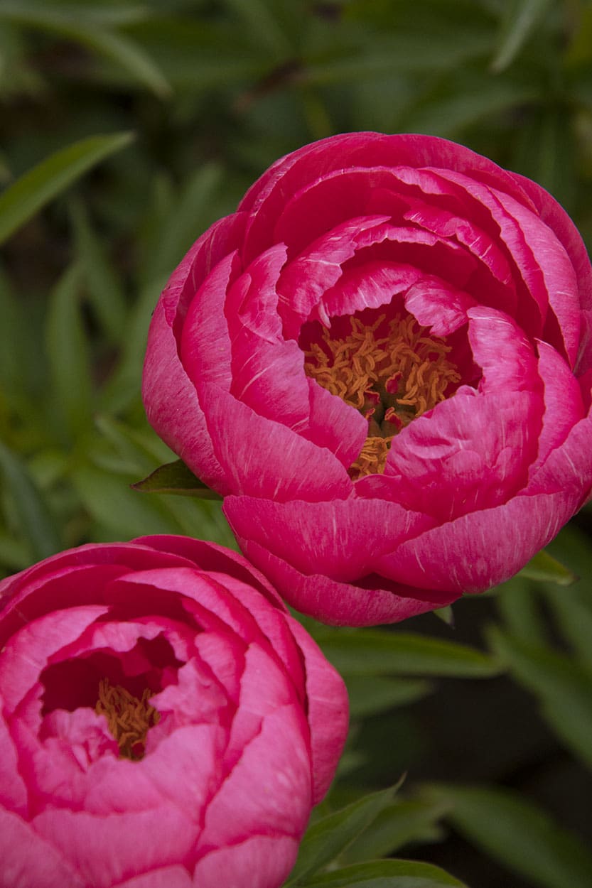Cytherea Peony Plant Library Pahl�s Market Apple