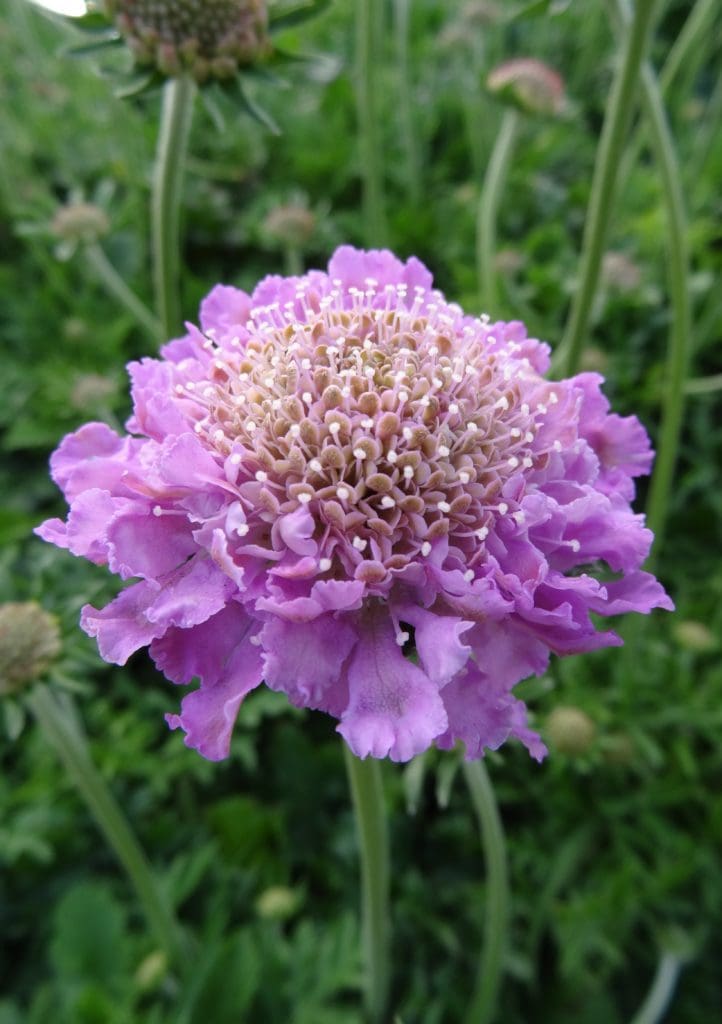 Pink Mist Pincushion Flower Plant Library Pahl's Market Apple