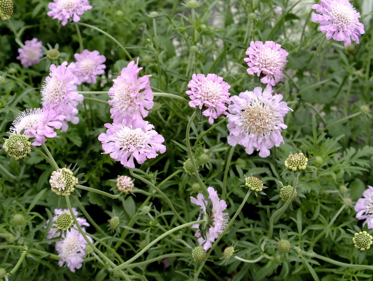 Pink Mist Pincushion Flower Plant Library Pahl's Market Apple