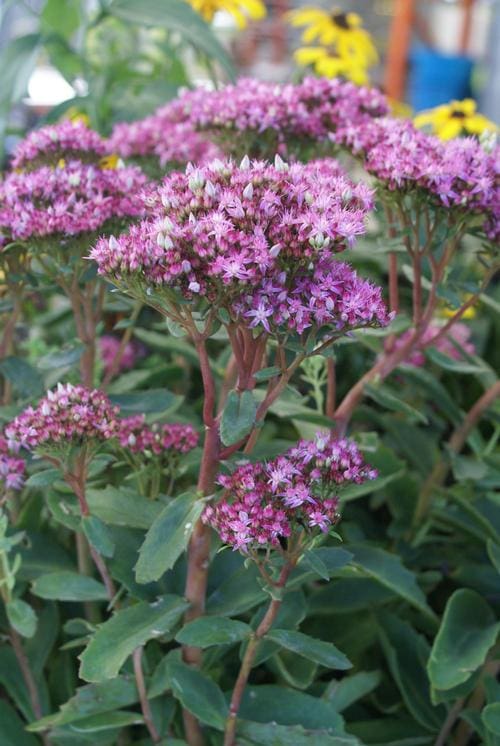 Munstead Dark Red Sedum - Plant Library - Pahl’s Market - Apple Valley, MN