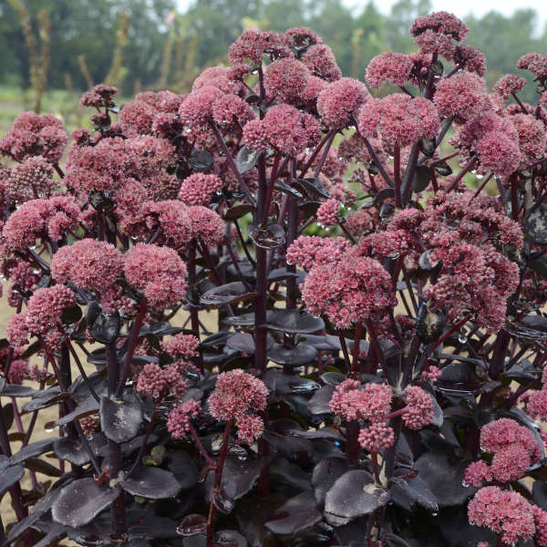 Night Embers Sedum - Plant Library - Pahl's Market - Apple Valley, MN