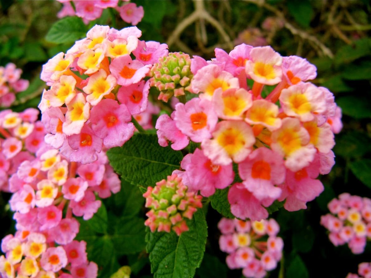 Mozelle Lantana Plant Library Pahl�s Market Apple