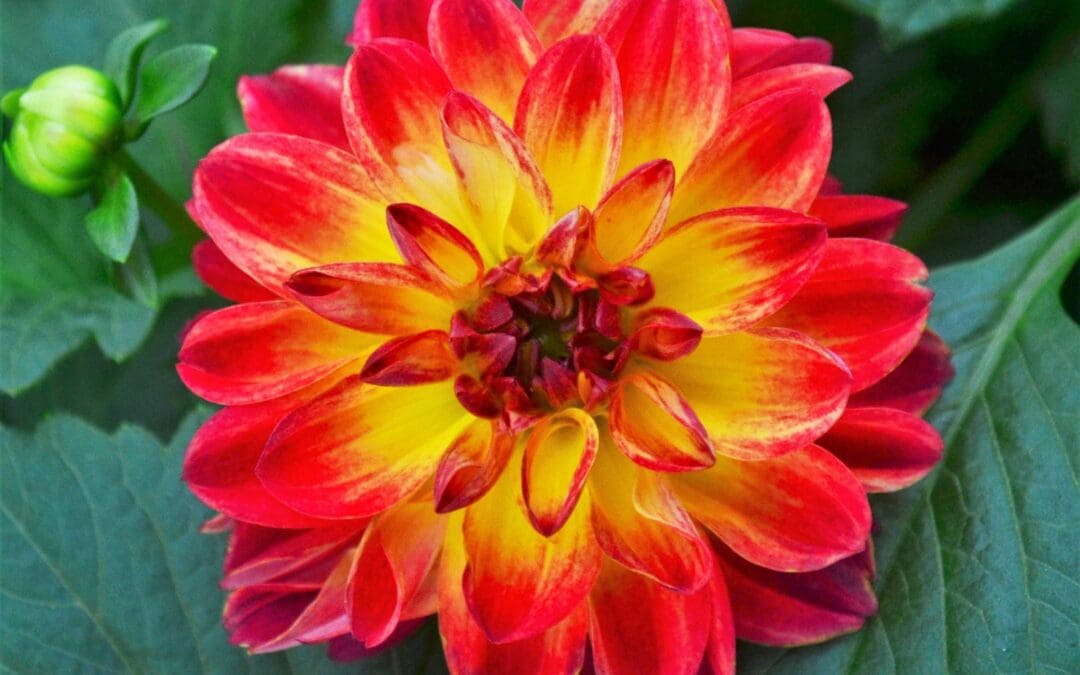 Hypnotica Tequila Sunrise Dahlia