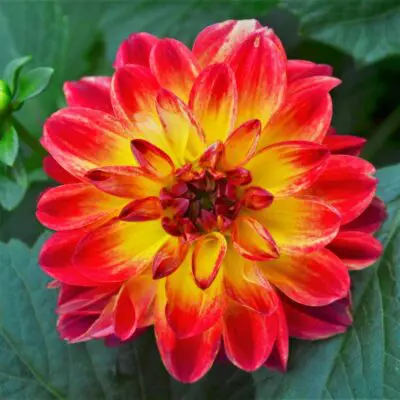 Hypnotica Tequila Sunrise Dahlia