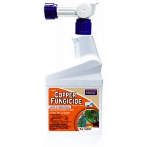 liquid copper fungicide use on pine needle blight liquid copper fungicide use on pine needle blight