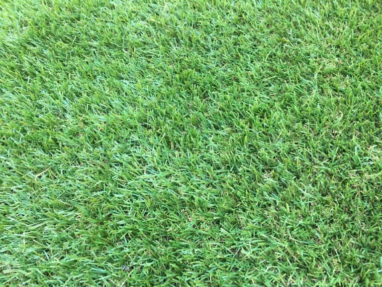Artificial Turf In Lakeville Pahl's Market Apple Valley, MN